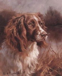 Springer Spaniel Head Study - Print