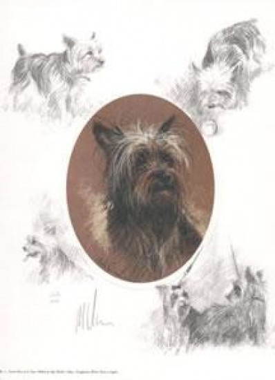Oval Yorkshire Terrier