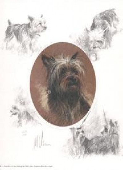 Oval Yorkshire Terrier - Print Oval Yorkshire Terrier - Print