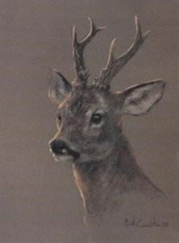 Head Of A Roe Deer - Print