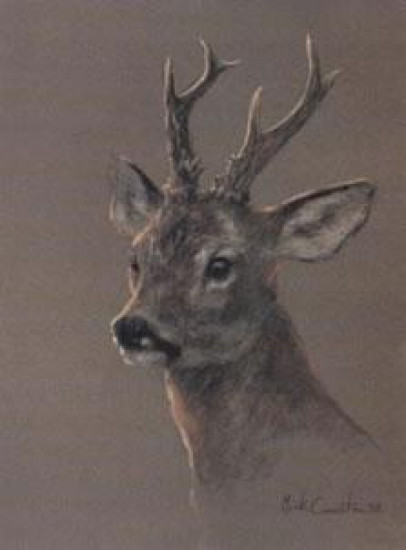 Head Of A Roe Deer - Print