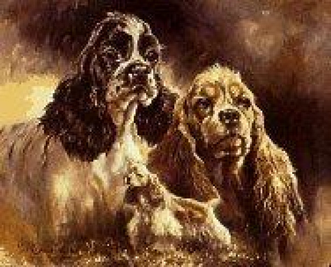 American Cocker - Print only American Cocker - Print only