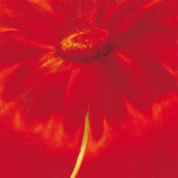 Slice Of Life - Gerbera - With slip