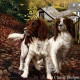 Autumn Watch - Canvas - Box Canvas
