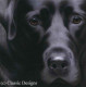 Larger Than Life - Black Labrador II - Paper - Print