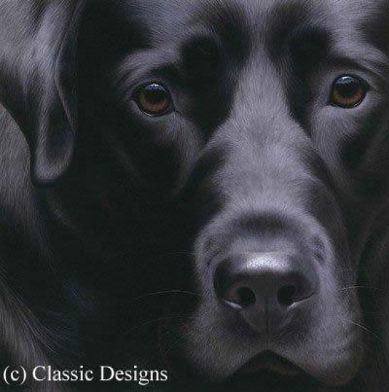 Larger Than Life - Black Labrador II - Canvas