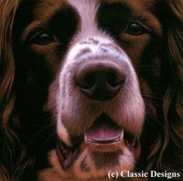 Larger Than Life - Springer Spaniel I - Canvas - Box Canvas