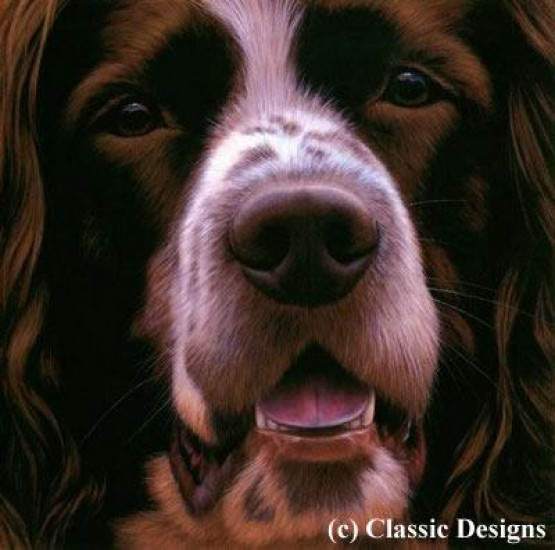 Larger Than Life - Springer Spaniel I - Canvas