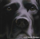 Larger Than Life - Black Labrador I - Paper - Print