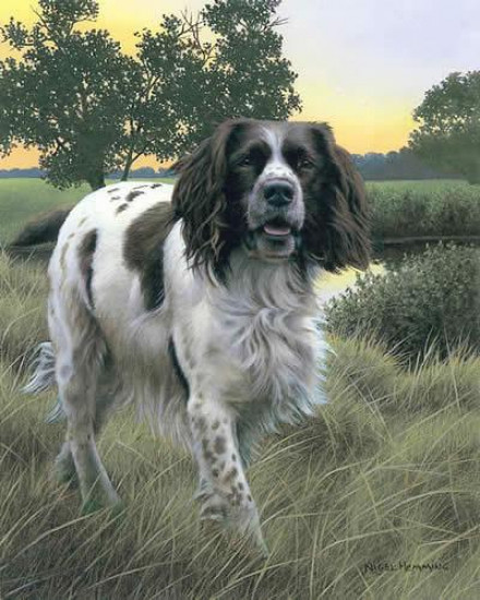 Spring Watch (Springer Spaniel)