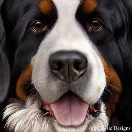 Larger Than Life - Bernese - Paper - Print