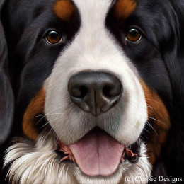 Larger Than Life - Bernese - Paper - Wood Colour Framed