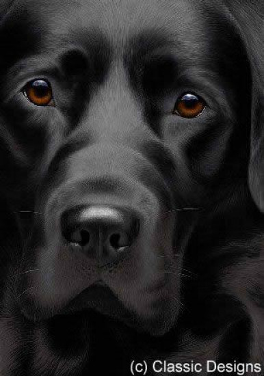 Larger Than Life - Black Labrador III - Paper