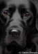 Larger Than Life - Black Labrador III - Paper - Print