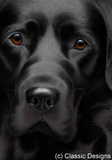 Larger Than Life - Black Labrador III - Canvas