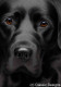 Larger Than Life - Black Labrador III - Canvas - Box Canvas
