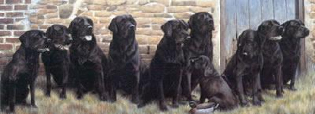 The New Recruit (Black Labradors)