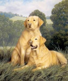 Yellow Labradors - Print