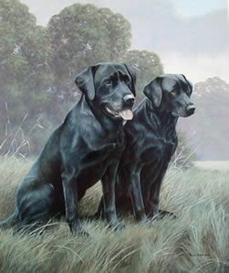 Black Labradors