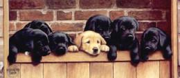 Seven Up - Labrador Puppies - Mounted