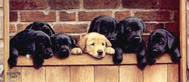 Seven Up - Labrador Puppies - Mounted Seven Up - Labrador Puppies - Mounted