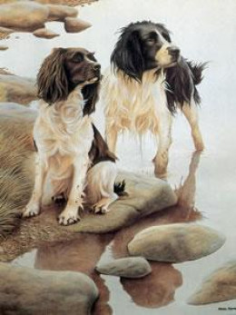 Wet And Dry - Springer Spaniels - Mounted