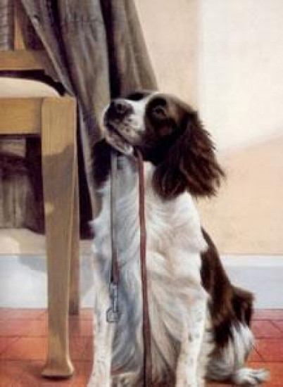 Anticipation - Springer Spaniel