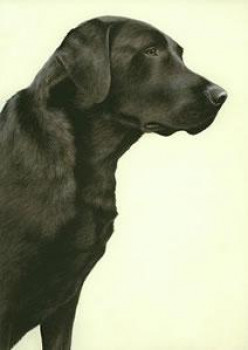 Just Dogs - Black Labrador - Framed