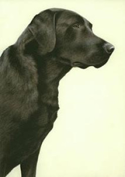 Just Dogs - Black Labrador - Dark Wood Framed