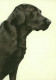 Just Dogs - Black Labrador - Dark Wood Framed