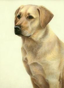 Just Dogs - Yellow Labrador - Dark Wood Framed