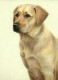 Just Dogs - Yellow Labrador - Dark Wood Framed