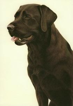 Just Dogs - Chocolate Labrador - Dark Wood Framed