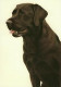 Just Dogs - Chocolate Labrador - Dark Wood Framed