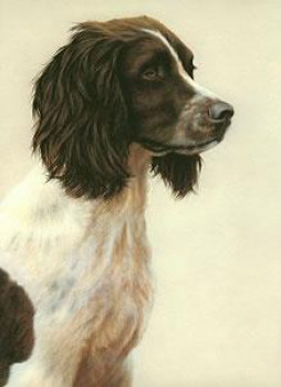 Just Dogs - Liver & White English Springer Spaniel - Framed