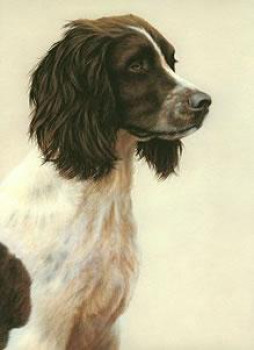 Just Dogs - Liver & White English Springer Spaniel - Dark Wood Framed