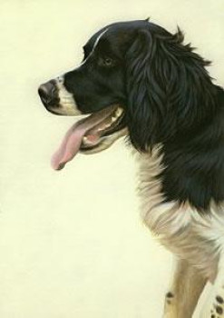 Just Dogs - Black & White English Springer Spaniel - Dark Wood Framed