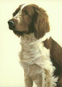 Just Dogs - Welsh Springer Spaniel - Framed
