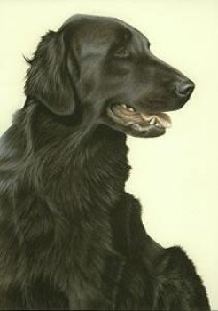 Just Dogs - Black Flat Coated Retriever - Dark Wood Framed