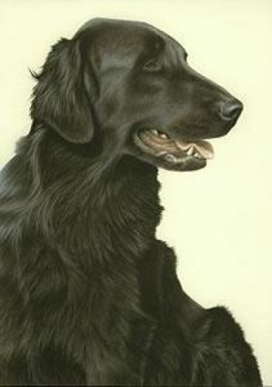 Just Dogs - Black Flat Coated Retriever