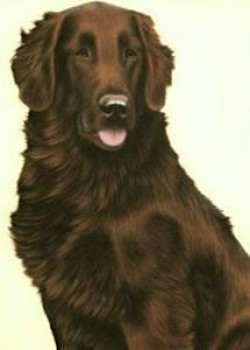 Just Dogs - Liver Flat Coated Retriever - Framed