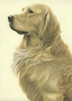 Just Dogs - Golden Retriever - Framed