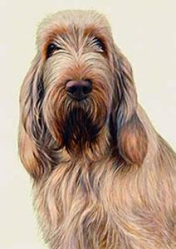 Just Dogs - White & Orange Italian Spinone - Dark Wood Framed