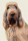 Just Dogs - White & Orange Italian Spinone - Framed