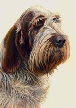 Just Dogs - Brown Roan Italian Spinone - Framed