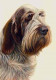 Just Dogs - Brown Roan Italian Spinone - Dark Wood Framed