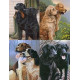 All 4 Collector Editions Gun Dogs - Print