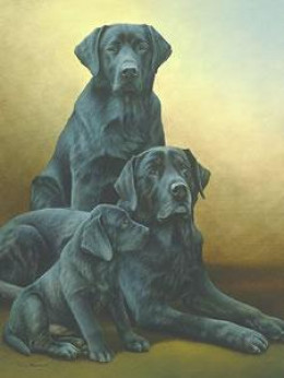 Generations - Black Labradors - Print