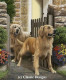 Reception Committee - Golden Retrievers - Print