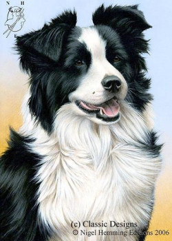 Just Dogs - Border Collie - Framed